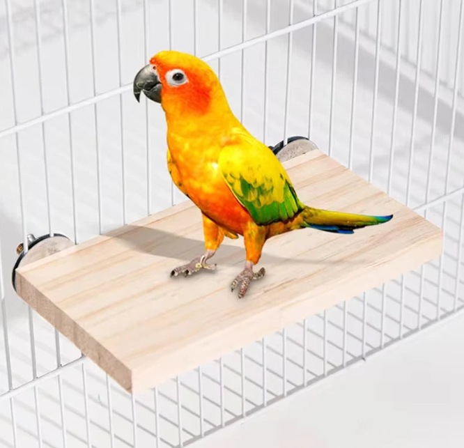 Soins des oiseaux et de la faune