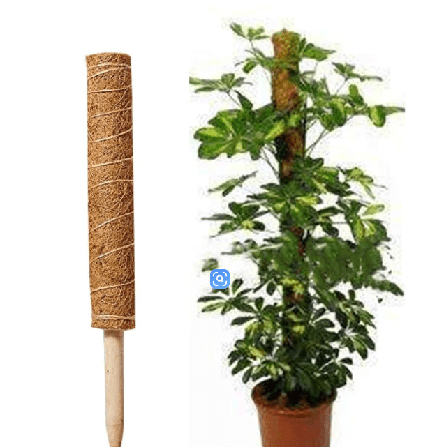 Entretien des plantes - Zone shopping